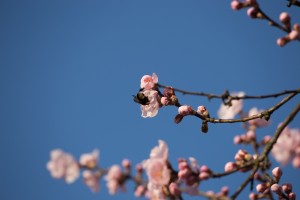 Mandelblüte in Seckenheim