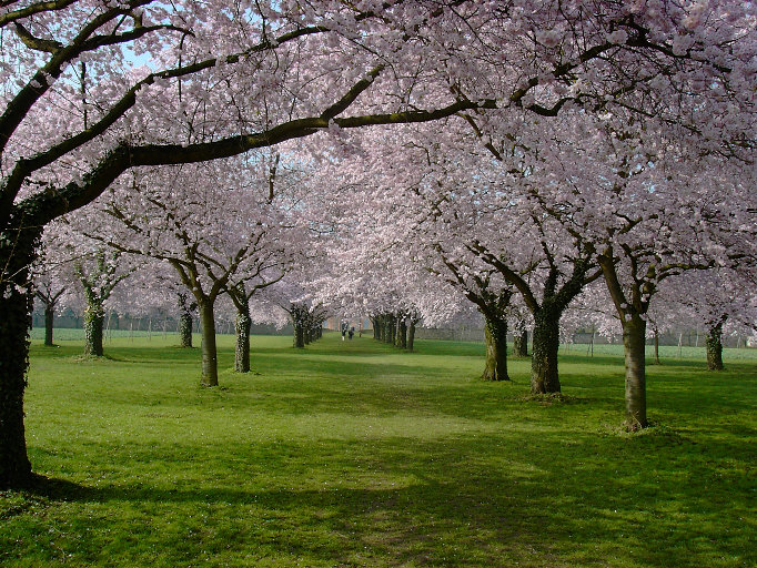 Schlosspark Schwetzingen